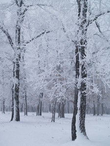 Winter in Cucuieti forest